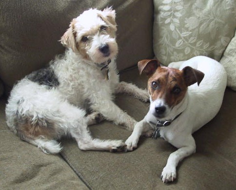 Jack Russels just love these dog recipes, so healthy and it even has budget dog food recipes.