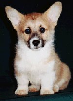 cute dog